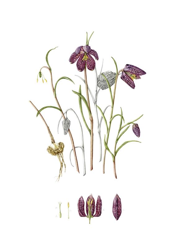 Fritillaria meleagris